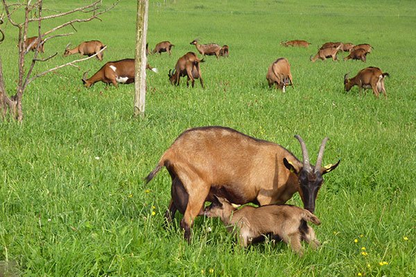 © FIAT 500 et dérivés CLUB DE FRANCE <strong></strong><small>© FIAT 500 et dérivés CLUB DE FRANCE</small>